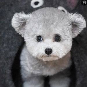 Meet your Posher, Jinny